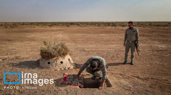 متخلف زندهگیری پرندگان شکاری در دیلم دستگیر شد