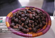 خرمای بوشهر راهی بازارهای خارجی شود؛ لزوم توسعه صنایع تبدیلی و فرآوری