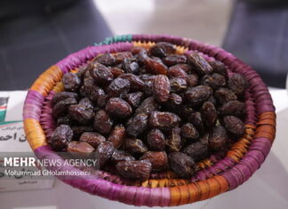 خرمای بوشهر راهی بازارهای خارجی شود؛ لزوم توسعه صنایع تبدیلی و فرآوری