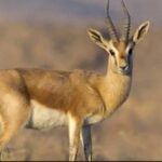 احیای آهوی جبیر در استان بوشهر با موفقیت انجام شد