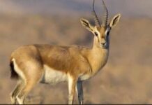 احیای آهوی جبیر در استان بوشهر با موفقیت انجام شد