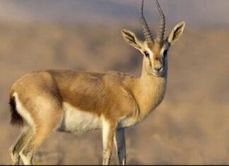 احیای آهوی جبیر در استان بوشهر با موفقیت انجام شد