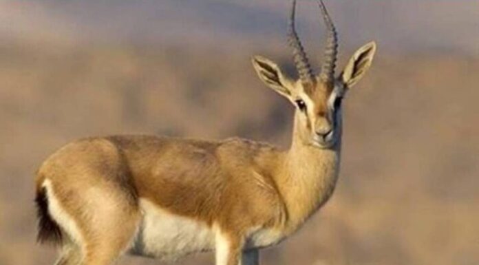 احیای آهوی جبیر در استان بوشهر با موفقیت انجام شد