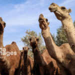 شتر “ذبه” ذخیره ژنتیکی ارزشمند در بحران کم آبی بوشهر