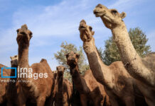 شتر “ذبه” ذخیره ژنتیکی ارزشمند در بحران کم آبی بوشهر