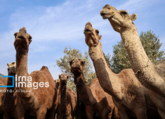 شتر “ذبه” ذخیره ژنتیکی ارزشمند در بحران کم آبی بوشهر