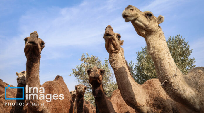 شتر “ذبه” ذخیره ژنتیکی ارزشمند در بحران کم آبی بوشهر