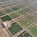 امضای تفاهمنامه راهبردی توسعه صنعت میگو در بوشهر