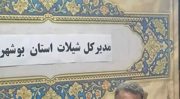 جهش تولید میگو در بوشهر پس از اصلاح مزارع