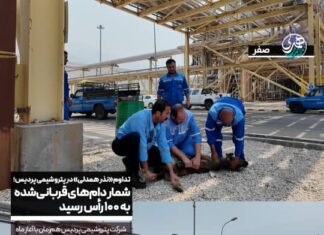 تداوم «نذر همدلی» در پتروشیمی پردیس؛ شمار دامهای قربانیشده به ۱۰۰ رأس رسید