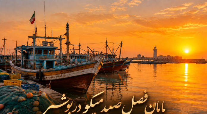 پایان فصل صید میگو در بوشهر از ۲۳ شهریور؛ بازگشت شناورها به اسکله برای تخلیه صید